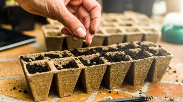 Скриншот 03-02-2026 205236